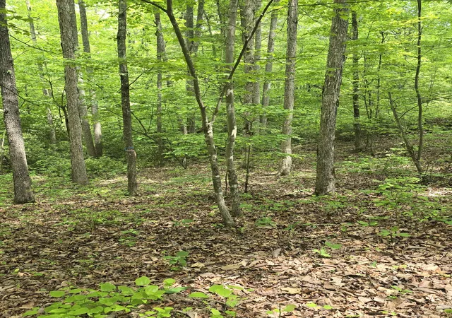 3rd image of 117 Fox Run Ct, Monterey, TN 38574 | MLS# 2781197