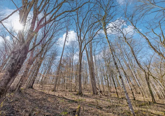 4th image of 6528 Neely Creek Rd, Celina, TN 38551 | MLS# 2806260
