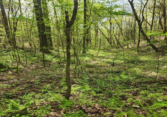 Photo 3 of Land for sale at 0 Chestnut Mountain Rd, Reliance, TN 37369 | MLS# 3193945 | Listing updated on 2026-08-13