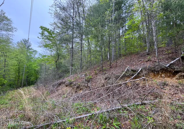 Photo 3 of Land for sale at 376 Summer House Holw Rd, Del Rio, TN 37727 | MLS# 3078929 | Listing updated on 2026-09-21
