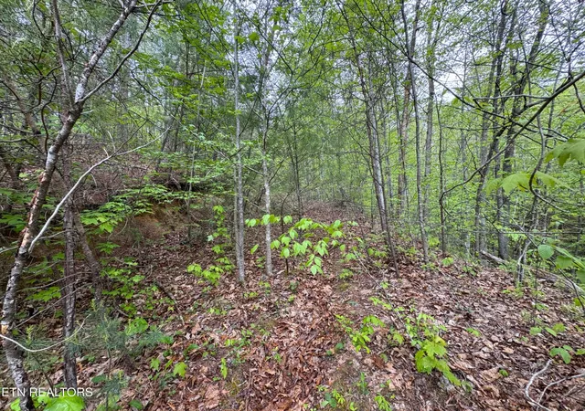 Photo 4 of Land for sale at 376 Summer House Holw Rd, Del Rio, TN 37727 | MLS# 3078929 | Listing updated on 2026-09-21
