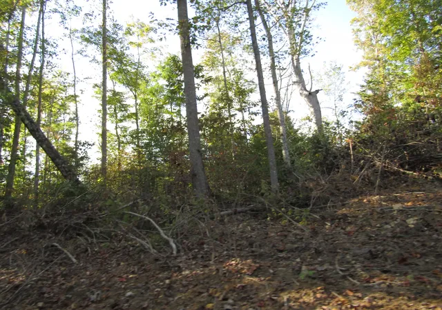 4th image of 0 Hwy 52 E, Celina, TN 38551 | MLS# 2824856