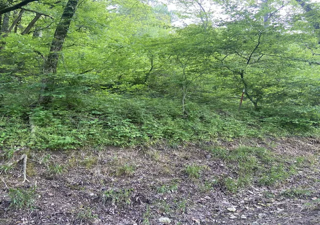 3rd image of 0 Possum Trott Rd, Shelbyville, TN 37160 | MLS# 2914915