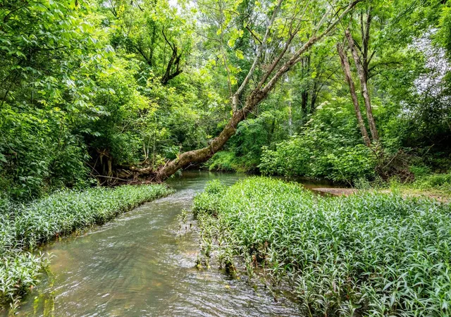 4th image of 0 Pine Hill Road, Rydal, GA 30171 | MLS# 2927747