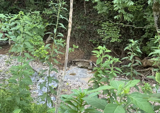 Photo 6 of Land for sale at 0 Holmes Creek Rd, Smithville, TN 37166 | MLS# 2946754 | Listing updated on 2026-08-24