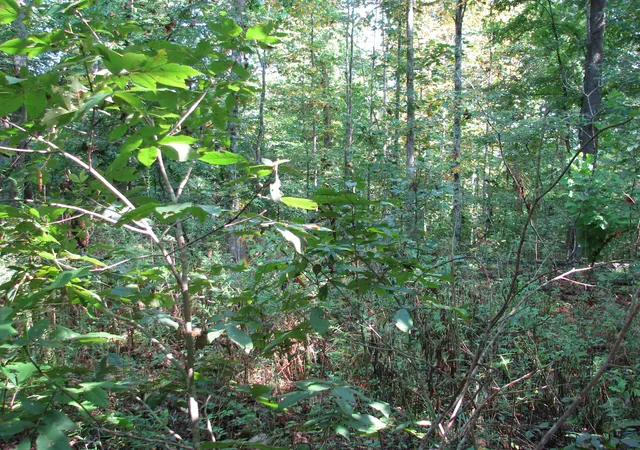 Photo 2 of Land for sale at 0 Sycamore Landing Rd, Waverly, TN 37185 | MLS# 2974144 | Listing updated on 2026-08-18