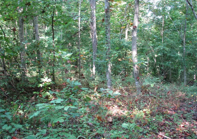 Photo 3 of Land for sale at 0 Sycamore Landing Rd, Waverly, TN 37185 | MLS# 2974144 | Listing updated on 2026-08-18