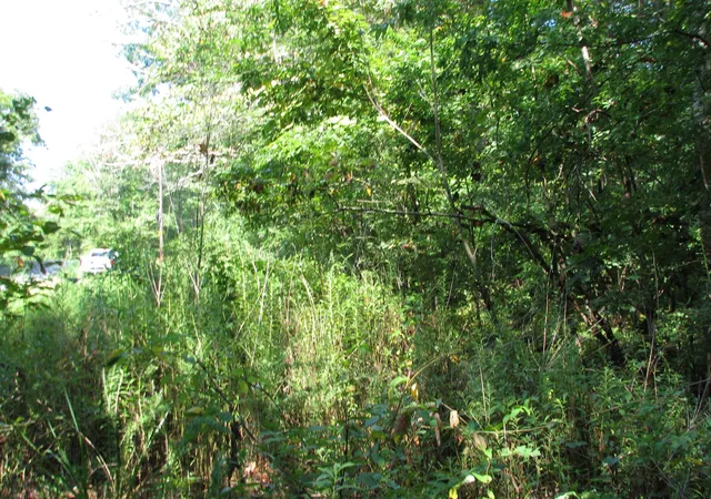 Photo 3 of Land for sale at 0 Sycamore Landing Rd, Waverly, TN 37185 | MLS# 2974144 | Listing updated on 2026-08-18