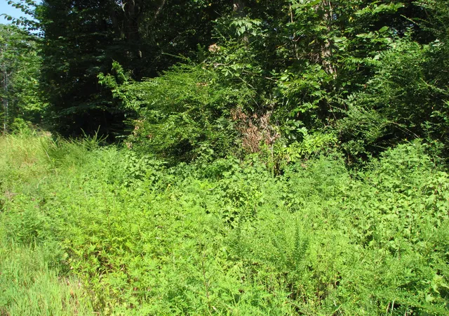 Photo 4 of Land for sale at 0 Sycamore Landing Rd, Waverly, TN 37185 | MLS# 2974144 | Listing updated on 2026-08-18