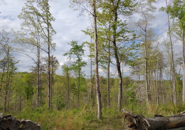 38th image of 7500 Antioch Rd, Smithville, TN 37166 | MLS# 2975256
