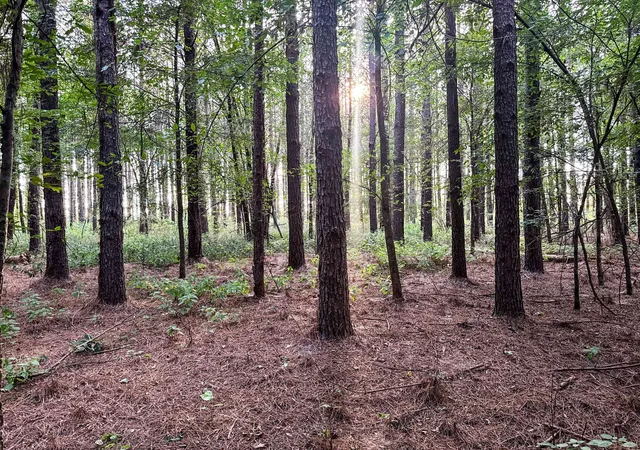50th image of 0 Leath Rd, Counce, TN 38326 | MLS# 2979445