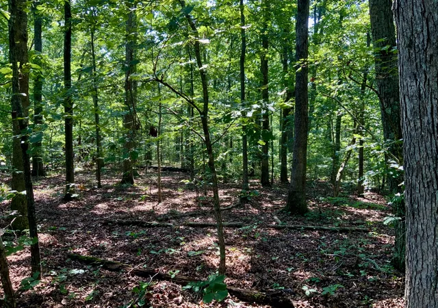 Photo 2 of Land for sale at 0 Taylor Chapel, Dover, TN 37058 | MLS# 2991251 | Listing updated on 2025-09-08