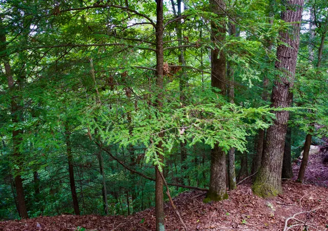 1st image of 0 Fikes Field Rd & Greenfield Rd, Spencer, TN 38585 | MLS# 2994297