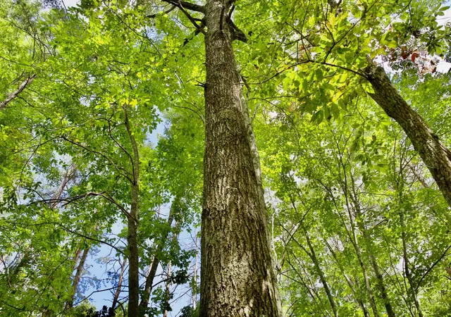 28th image of 0 Fikes Field Rd & Greenfield Rd, Spencer, TN 38585 | MLS# 2994297