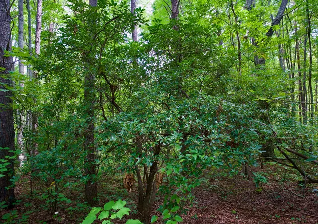3rd image of 0 Fikes Field Rd & Greenfield Rd, Spencer, TN 38585 | MLS# 2994297