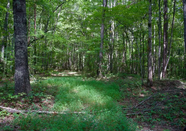 5th image of 0 Fikes Field Rd & Greenfield Rd, Spencer, TN 38585 | MLS# 2994297
