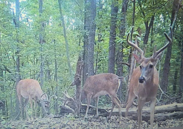 Photo 2 of Land for sale at 0 Hollis Creek Rd S, Woodbury, TN 37190 | MLS# 2999739 | Listing updated on 2025-10-07
