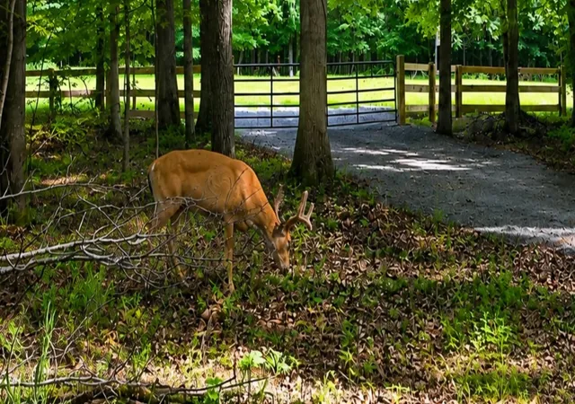 37th image of 0 Ccc Road, Fairview, TN 37062 | MLS# 3000446