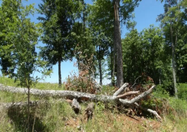 2nd image of 0 Rock Fish Lane, Hilham, TN 38568 | MLS# 2998744