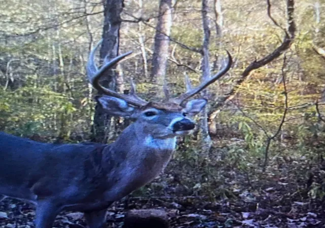 Photo 44 of Land for sale at 0 Cox Hollow, Dover, TN 37058 | MLS# 3000512 | Listing updated on 2025-10-10