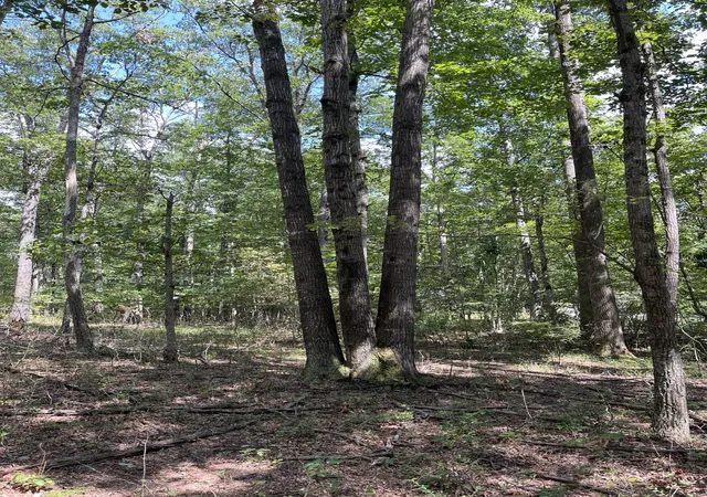Homes for sale in Monteagle, TN | 201 Blackberry Farm Rd W, Monteagle, TN 37356 | MLS# 2999925