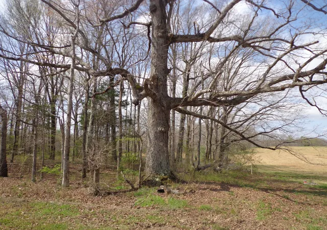 Photo 3 of Land for sale at 1551 Tennessee Ridge Rd, Waverly, TN 37185 | MLS# 3001757 | Listing updated on 2026-10-10