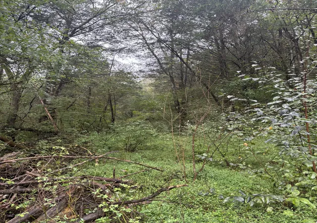 3rd image of 0 Gipson Hollow Road, Gainesboro, TN 38562 | MLS# 3002472