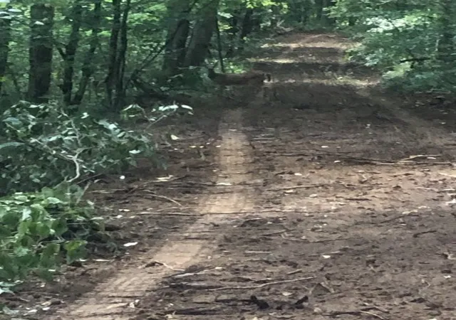 9th image of 0 Gipson Hollow Road, Gainesboro, TN 38562 | MLS# 3002472