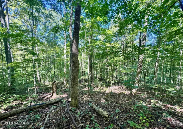 Homes for sale in Wilder, TN | 0 W Bobcat Ln Lane, Wilder, TN 38589 | MLS# 3002955
