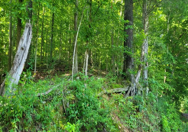 Photo 3 of Land for sale at 1 Terrapin Run Rd, Dover, TN 37058 | MLS# 3014813 | Listing updated on 2026-07-29