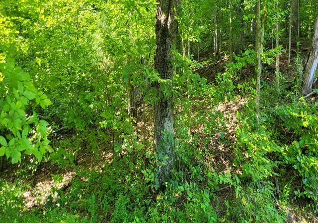 Photo 3 of Land for sale at 1 Terrapin Run Rd, Dover, TN 37058 | MLS# 3014813 | Listing updated on 2026-07-29