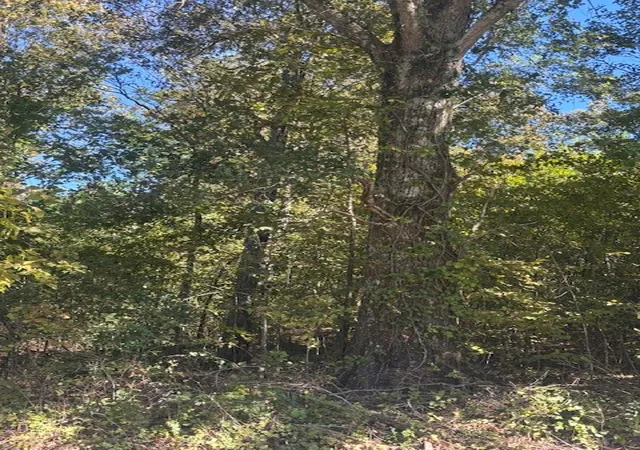 2nd image of 1 Magazine Road, Pulaski, TN 38478 | MLS# 3017360