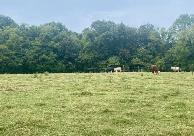 4th image of 310 Sands Rd, Pulaski, TN 38478 | MLS# 3017737