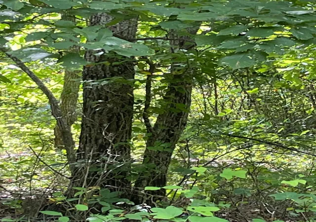 Photo 3 of Land for sale at 0 Roaring Crk Rd, Dunlap, TN 37327 | MLS# 3599495 | Listing updated on 2026-09-25