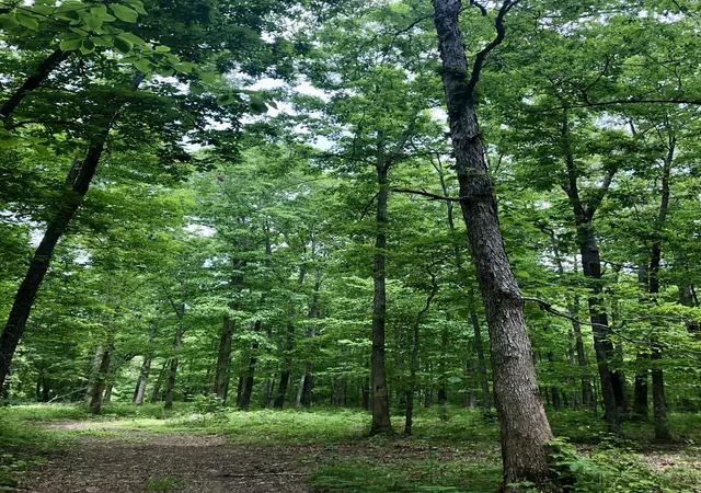 Photo 37 of Land for sale at 6000 Garrison Springs Rd, Franklin, TN 37064 | MLS# 3186336 | Listing updated on 2026-07-19