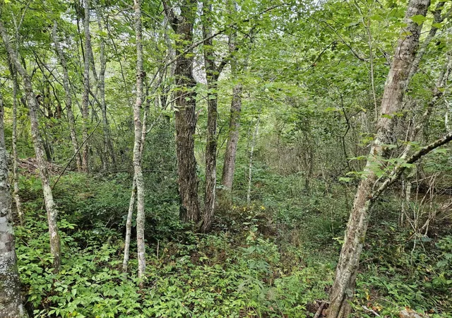 3rd image of 32 Belaire Dr, Copperhill, TN 37317 | MLS# 3221606