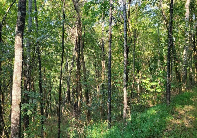 4th image of 0 Hannah Br Rd, Petersburg, TN 37144 | MLS# 3071760