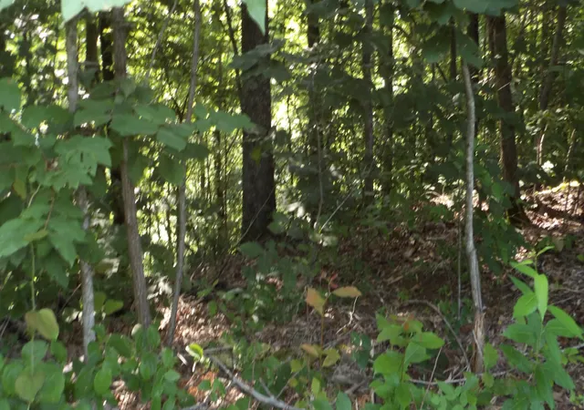 Photo 1 of Land for sale at 0 Pleasant Cemetery Ln, Gainesboro, TN 38562 | MLS# 3059439 | Listing updated on 2026-06-19