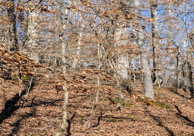 9th image of 0 Upper Brush Creek Rd, Linden, TN 37096 | MLS# 3067404