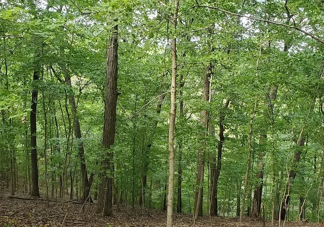 Photo 4 of Land for sale at 6621 Chatsworth Pl, Nashville, TN 37205 | MLS# 3131982 | Listing updated on 2026-08-12