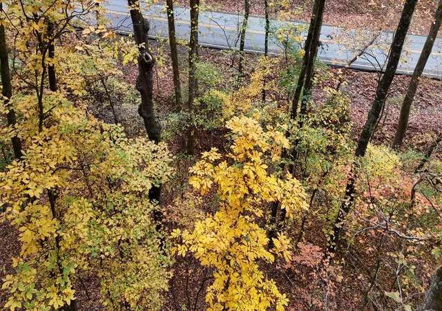 Homes for sale in Georgetown, TN | 0 Lower River Road Nw, Georgetown, TN 37336 | MLS# 3248742