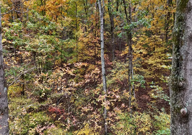 Homes for sale in Georgetown, TN | 0 Lower River Road Nw, Georgetown, TN 37336 | MLS# 3248742