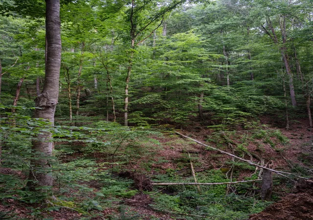 Photo 4 of Land for sale at 0 Chinkapin Ln, Franklin, TN 37064 | MLS# 3147293 | Listing updated on 2026-06-29