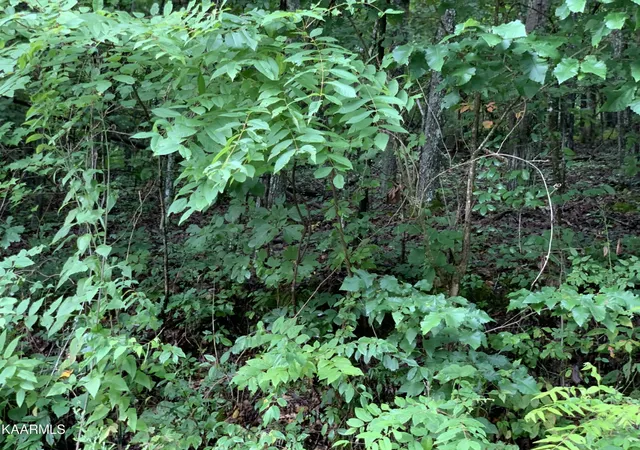 Photo 2 of Land for sale at 4507 Huffine Rd, Loudon, TN 37774 | MLS# 3615185 | Listing updated on 2026-10-08