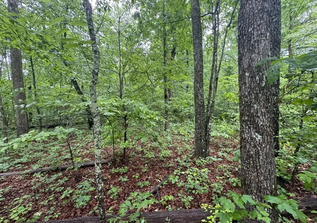 Homes for sale in Gruetli Laager, TN | 18 Avenue, Gruetli Laager, TN 37339 | MLS# 3155796