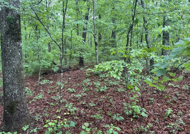 Photo 3 of Land for sale at 0 18th Avenue S, Gruetli Laager, TN 37339 | MLS# 3155807 | Listing updated on 2026-07-21