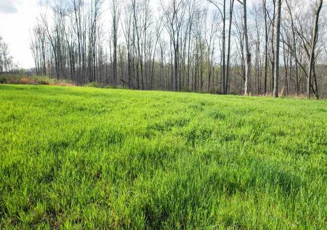 Homes for sale in Vanleer, TN | 0 Bell Hollow Road, Vanleer, TN 37181 | MLS# 3166481