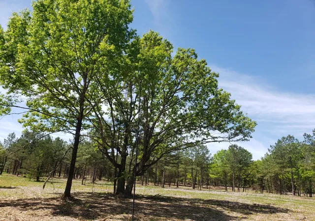Photo 4 of Land for sale at 0 Kedron Rd, Spring Hill, TN 37174 | MLS# 3173276 | Listing updated on 2026-10-03