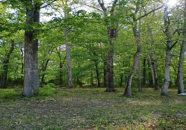7th image of 44 County Road 219, Niota, TN 37826 | MLS# 3205453