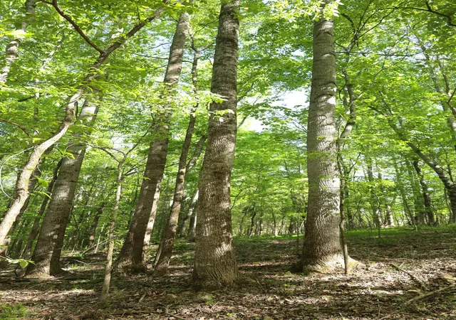 4th image of 0 Highland Ridge Road, Estill Springs, TN 37330 | MLS# 3179943